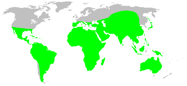 File:Distribution.hersiliidae.1.png