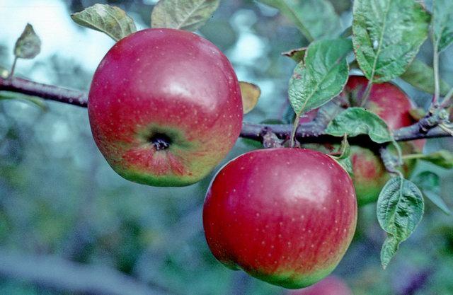 File:Red Apple.jpg - Wikipedia