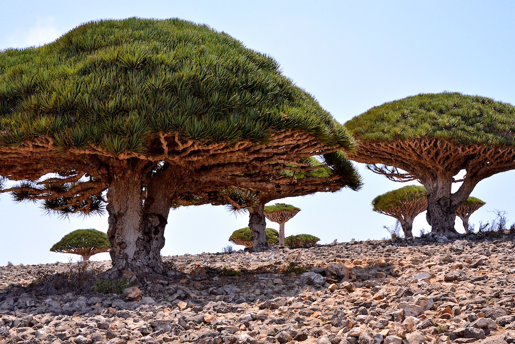 File Dragon S Blood Trees Socotra Is Yemen Jpg Wikimedia Commons