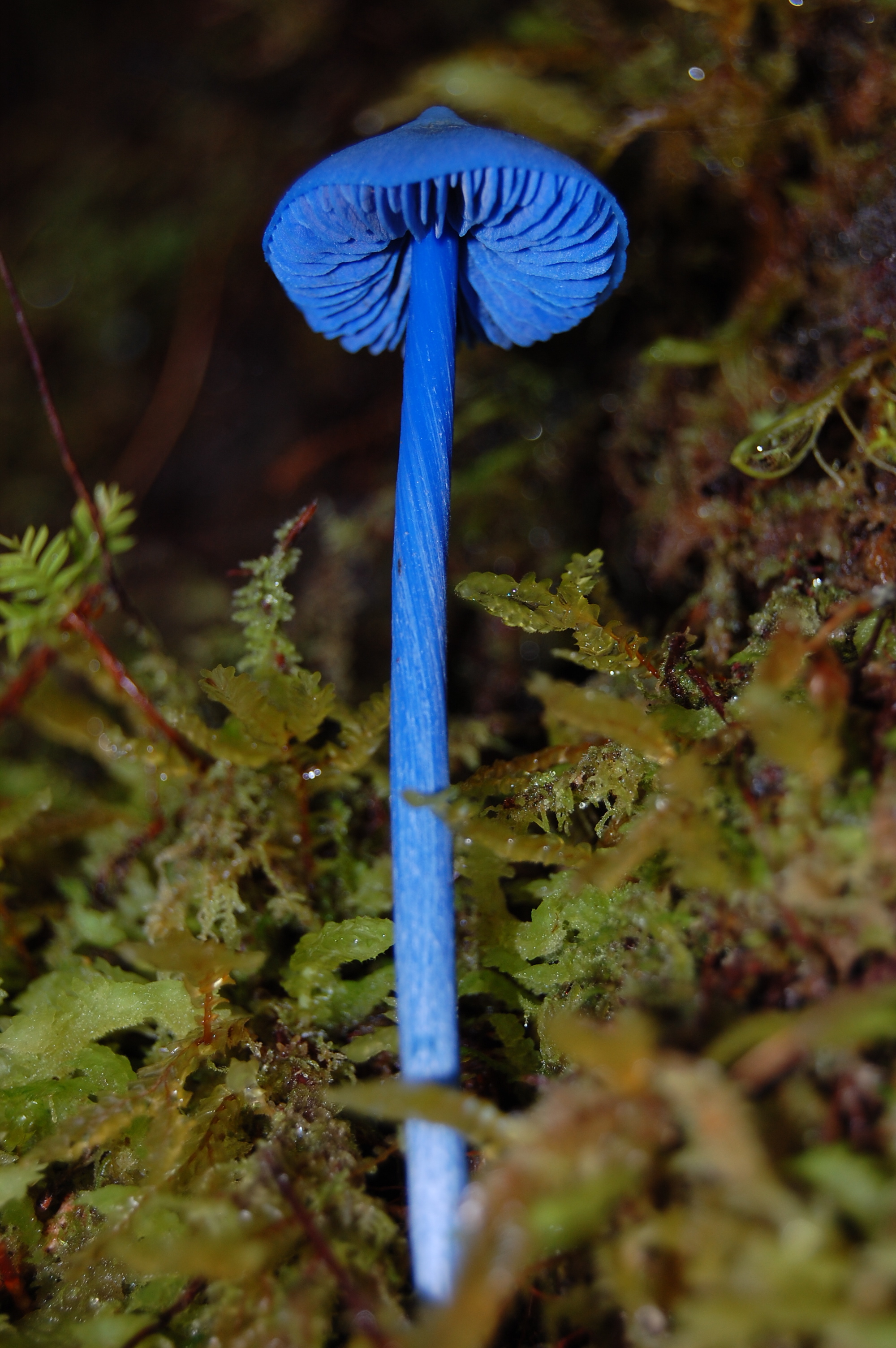 Glowing blue mushrooms