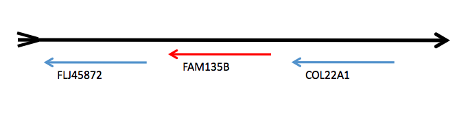 File:FAM135Bchromosomelocation.png