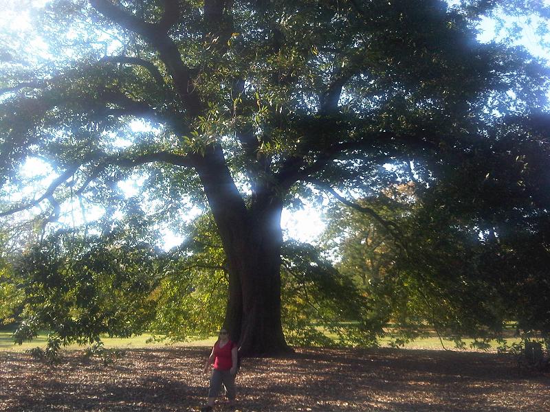 File:Fagales - Quercus robur - 009.jpg