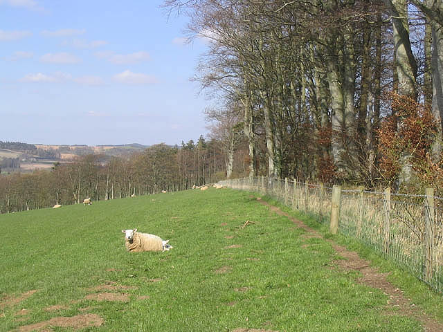 File:Field-woodland boundary - geograph.org.uk - 394066.jpg