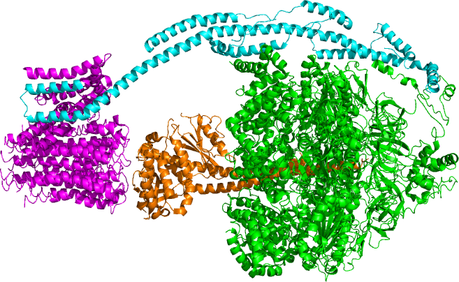 File:Fo subunit of ATPase C1. Picture Created in PyMol.png