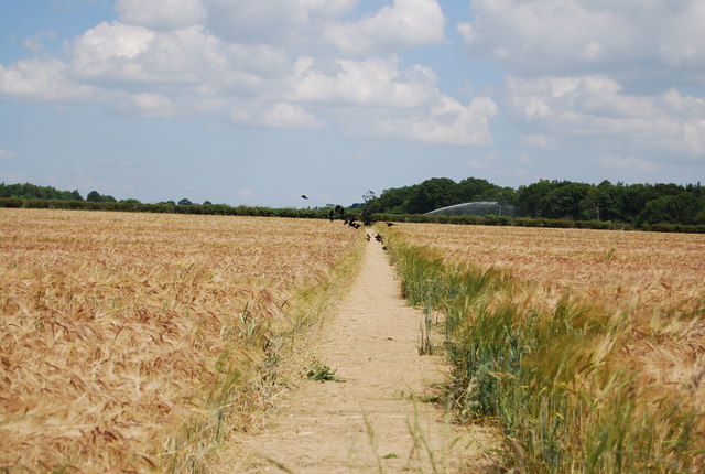 File:Footpath through barley - geograph.org.uk - 4161184.jpg