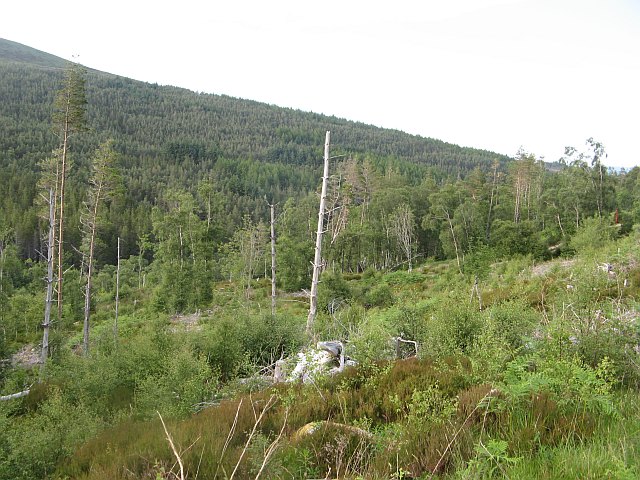 File:Forest, Glen Einig - geograph.org.uk - 1379892.jpg