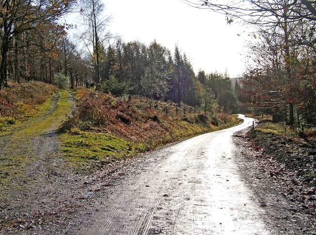 File:Forestry road, Wyre Forest - geograph.org.uk - 1623235.jpg