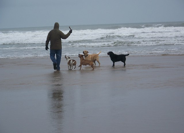 File:Grey day, but dogs still wanna play - Woolacombe - geograph.org.uk - 725561.jpg