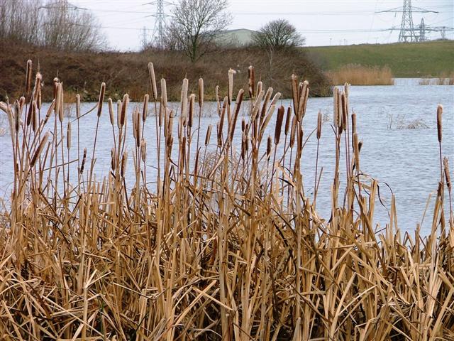 File:Haverton Hill Lake - geograph.org.uk - 137281.jpg