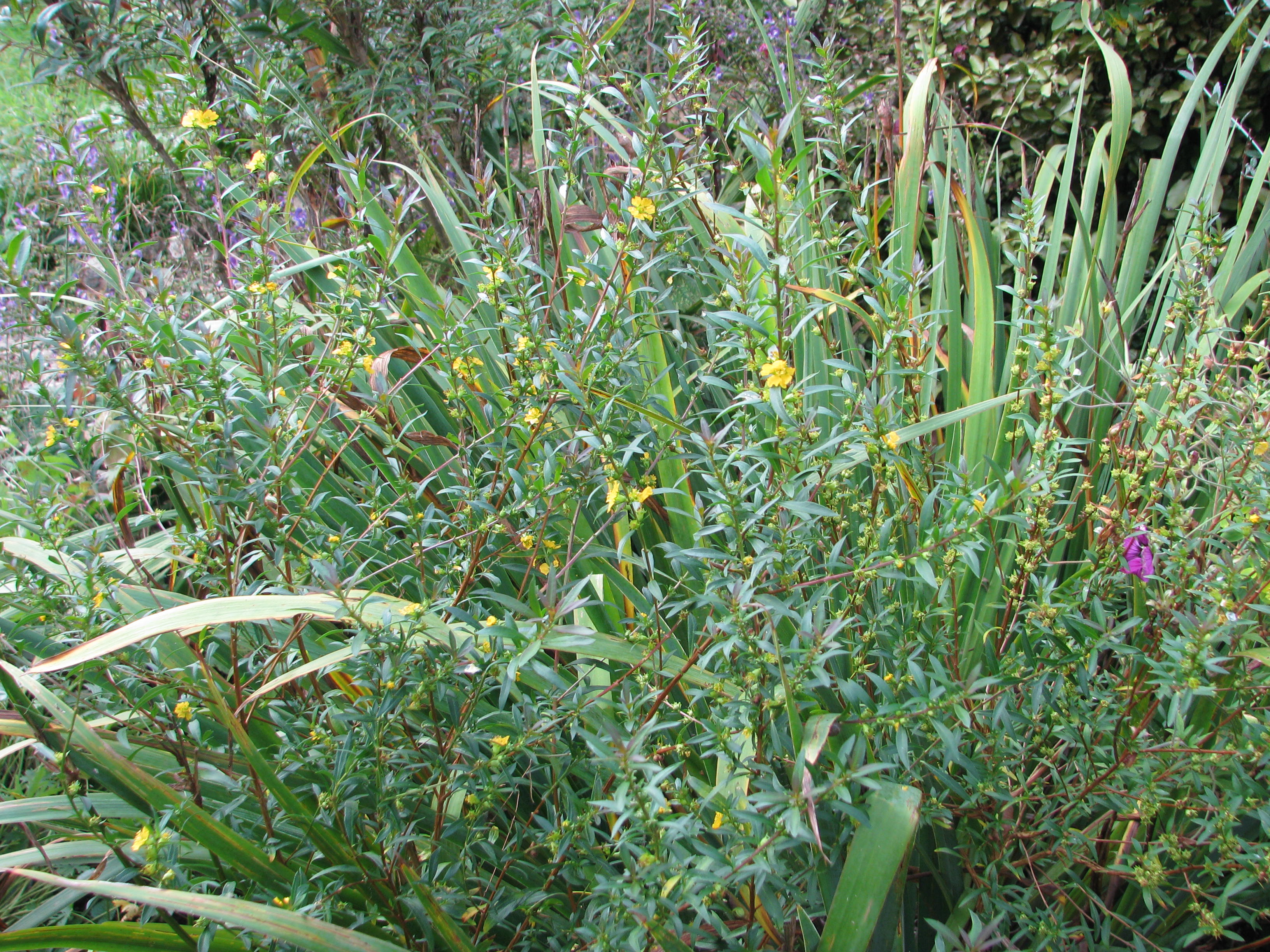 Heimia salicifolia (15227433447).jpg