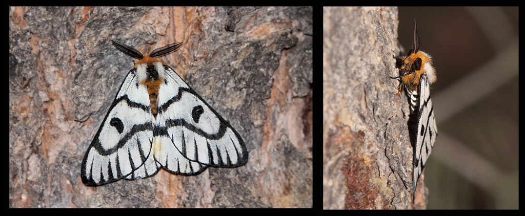 Hera Buckmoth (Hemileuca hera).jpg