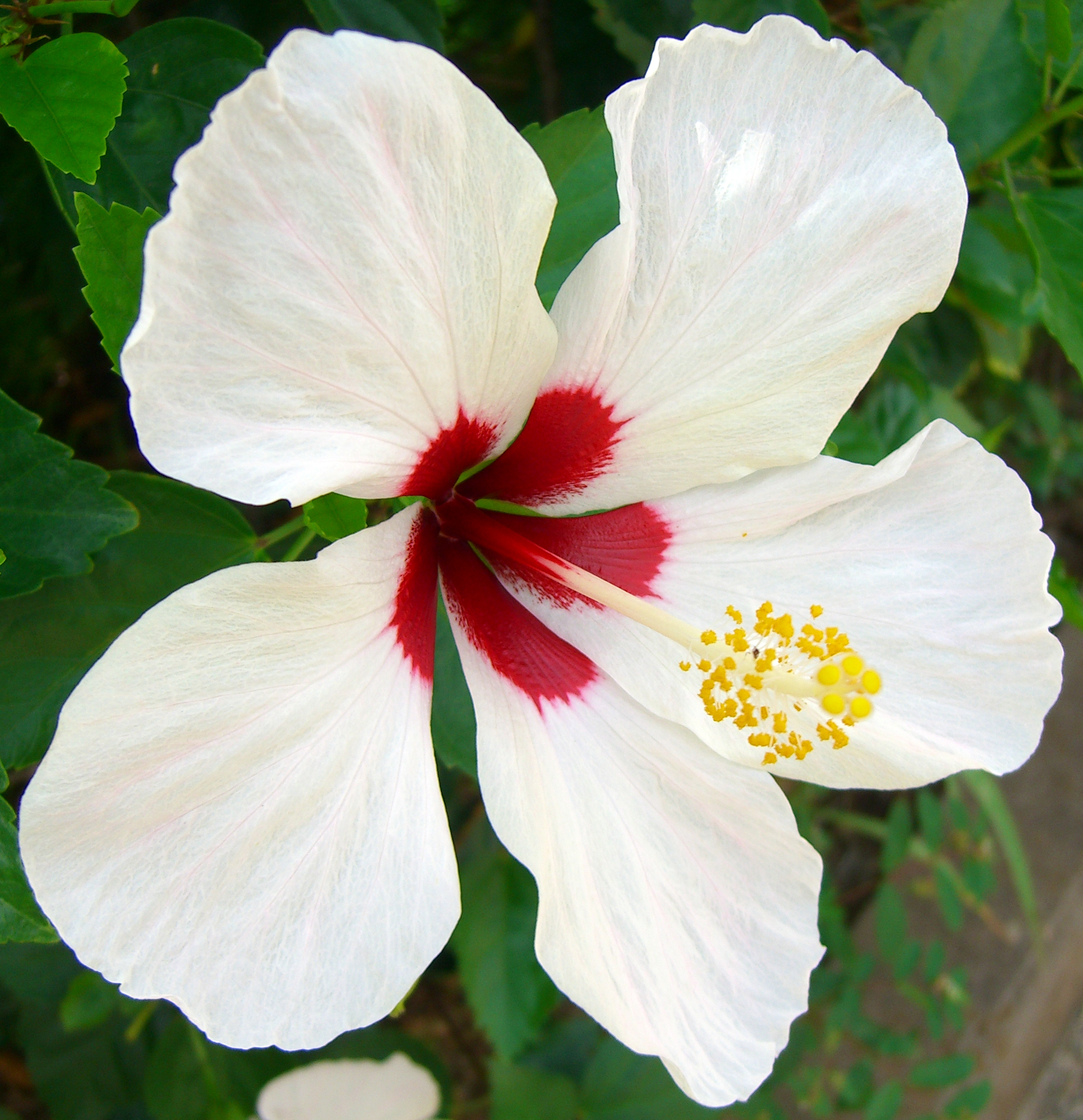 Hibiscus Rosa sinensis White