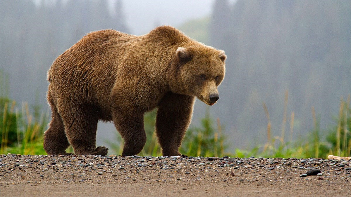 File:Image-w-cred-cap -1200w- -Brown-Bear-page -brown-bear-in-fog 2 1.jpg -  Wikimedia Commons