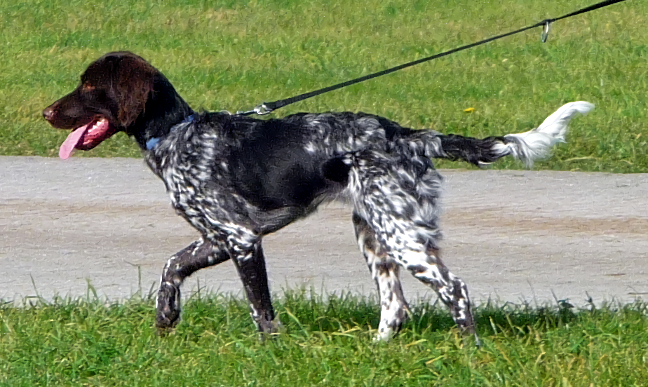 small munsterlander pointer