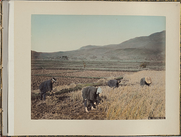 Image of farm workers harvesting a rice crop by hand