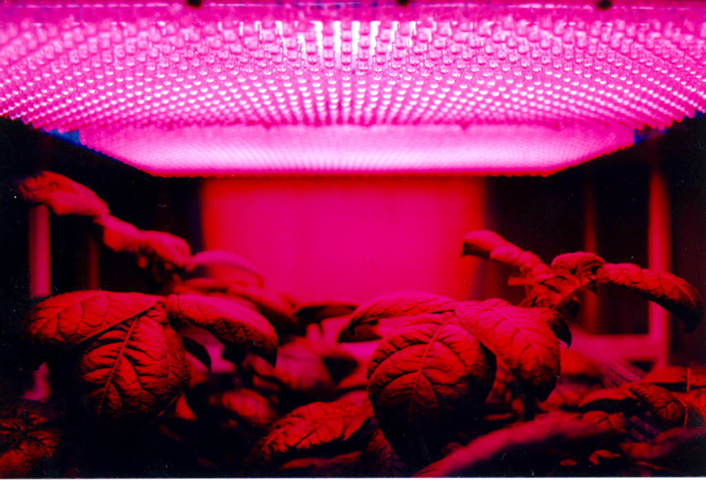 Fichier:LED panel and plants.jpg — Wikipédia