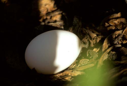 File:Murphy's petrel egg, Ducie island.jpg