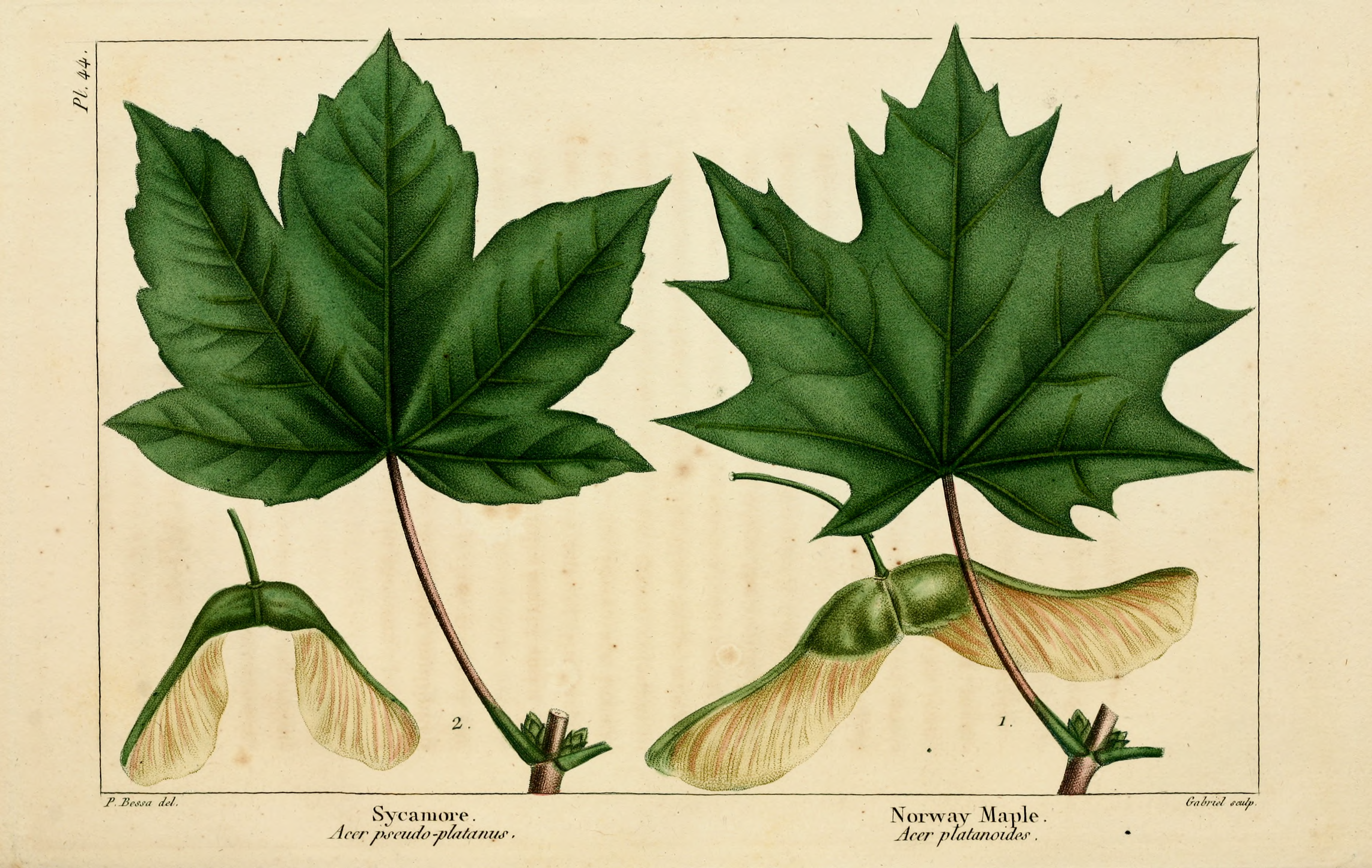 Acer pseudoplatanus Ботанический рисунок