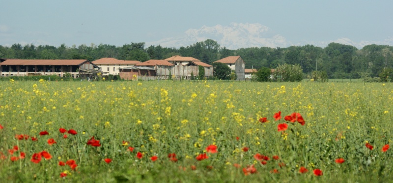 File:Origgio, campi e boschi.JPG