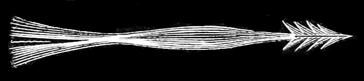 File:PSM V16 D812 Tongue of woodpecker.jpg