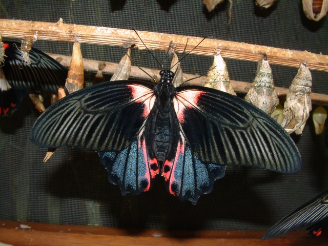File:Papilio rumanzovia 2.jpg