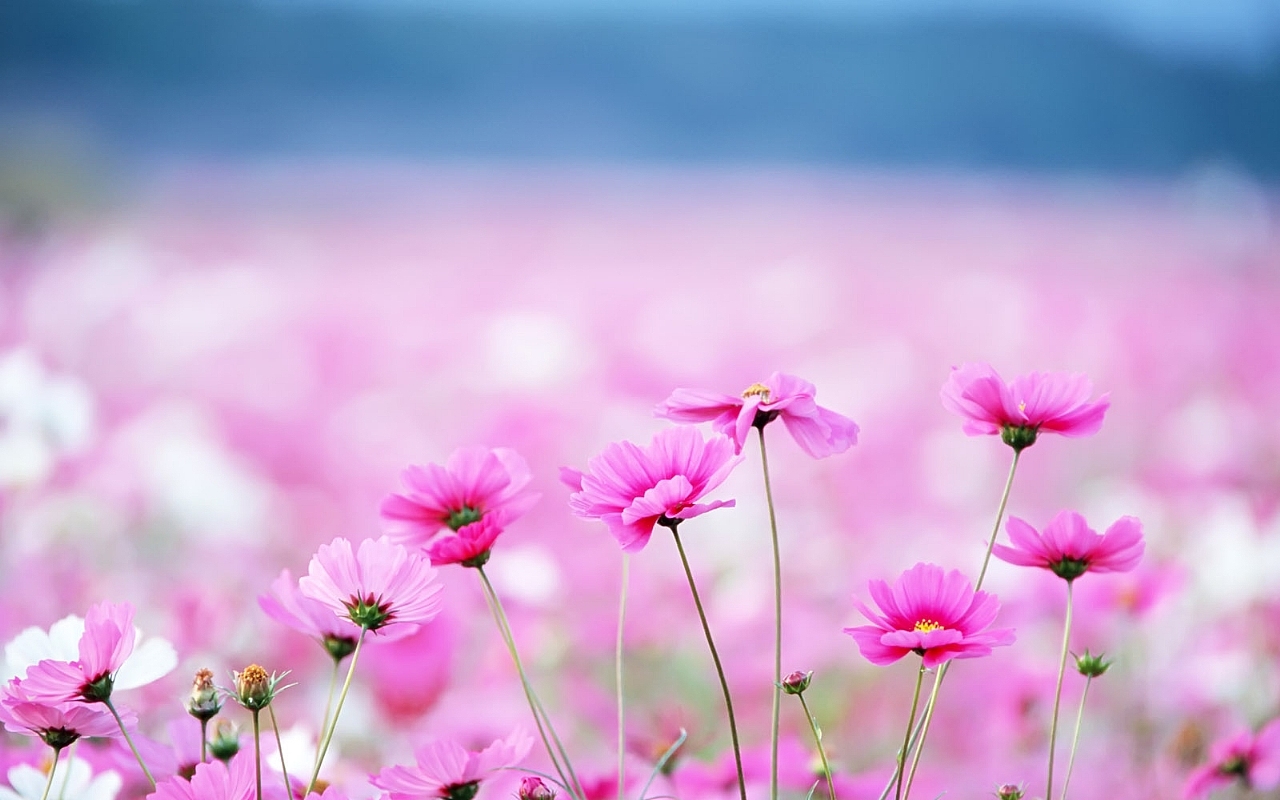 File:Pink flowers field.jpg - Wikimedia Commons