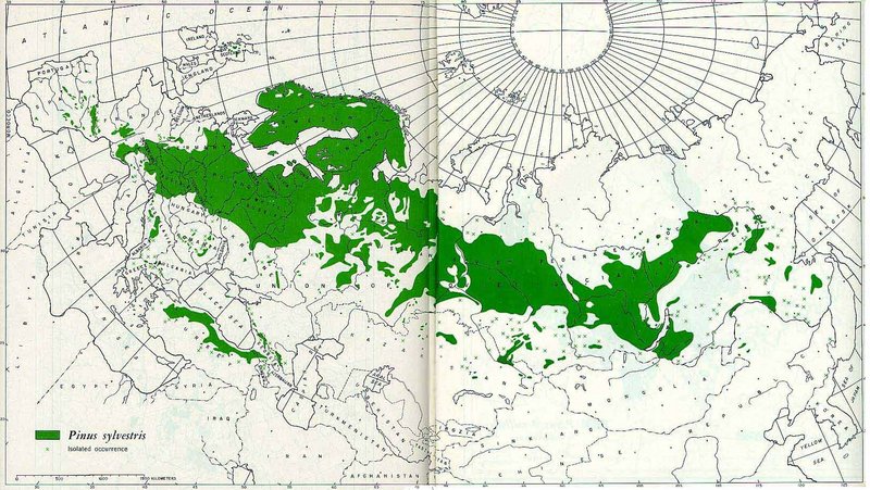 File:Pinus sylvestris distribution map.jpg