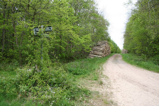 Potterhanworth Wood