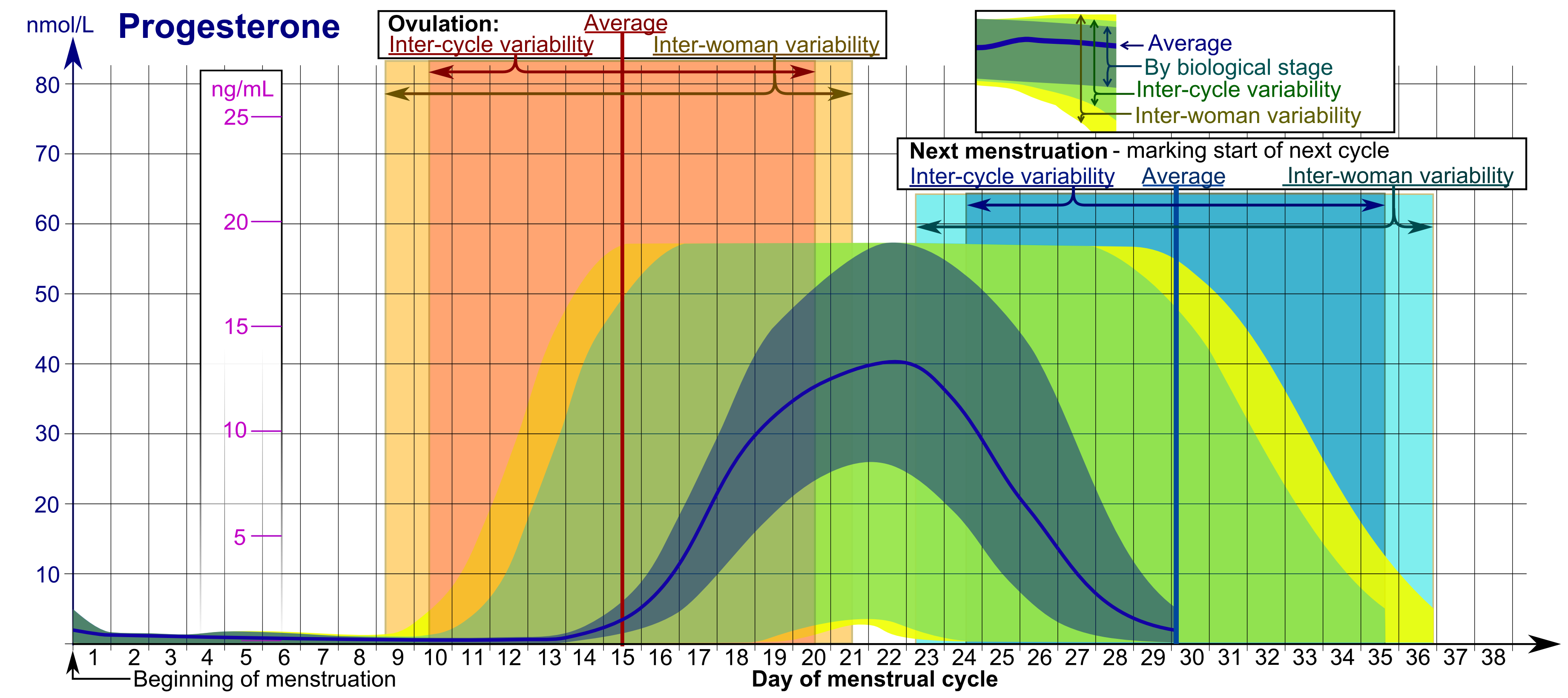 Hormone Levels Cycle Chart