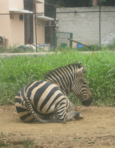 File:Resting zebra by Kulshreshtha Photography.jpg