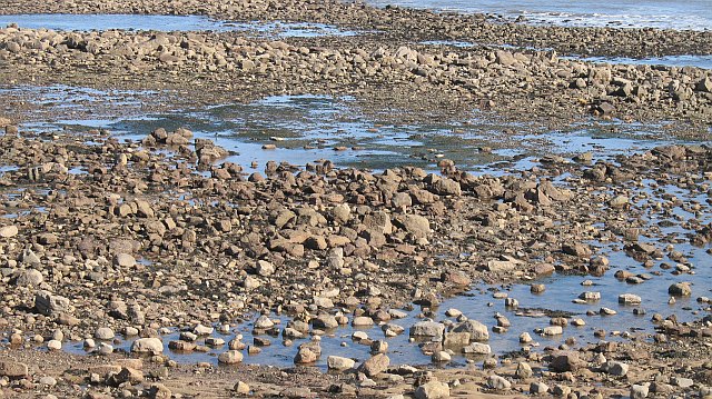 File:Rocky beach, Holy Island - geograph.org.uk - 996700.jpg