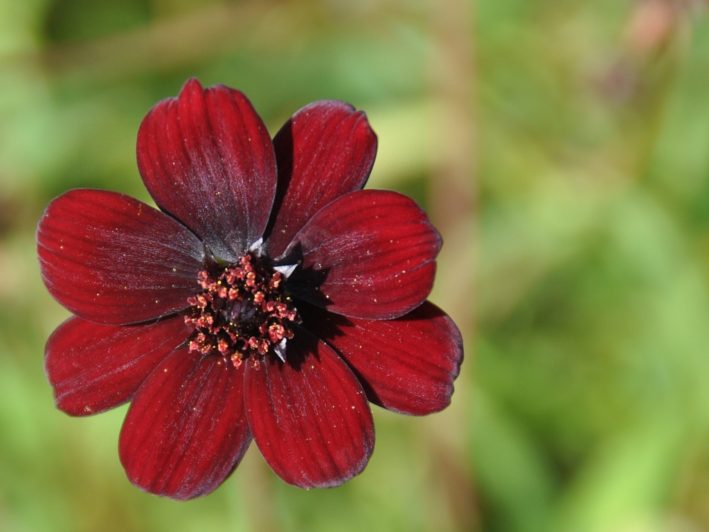 Cosmos atrosanguineus