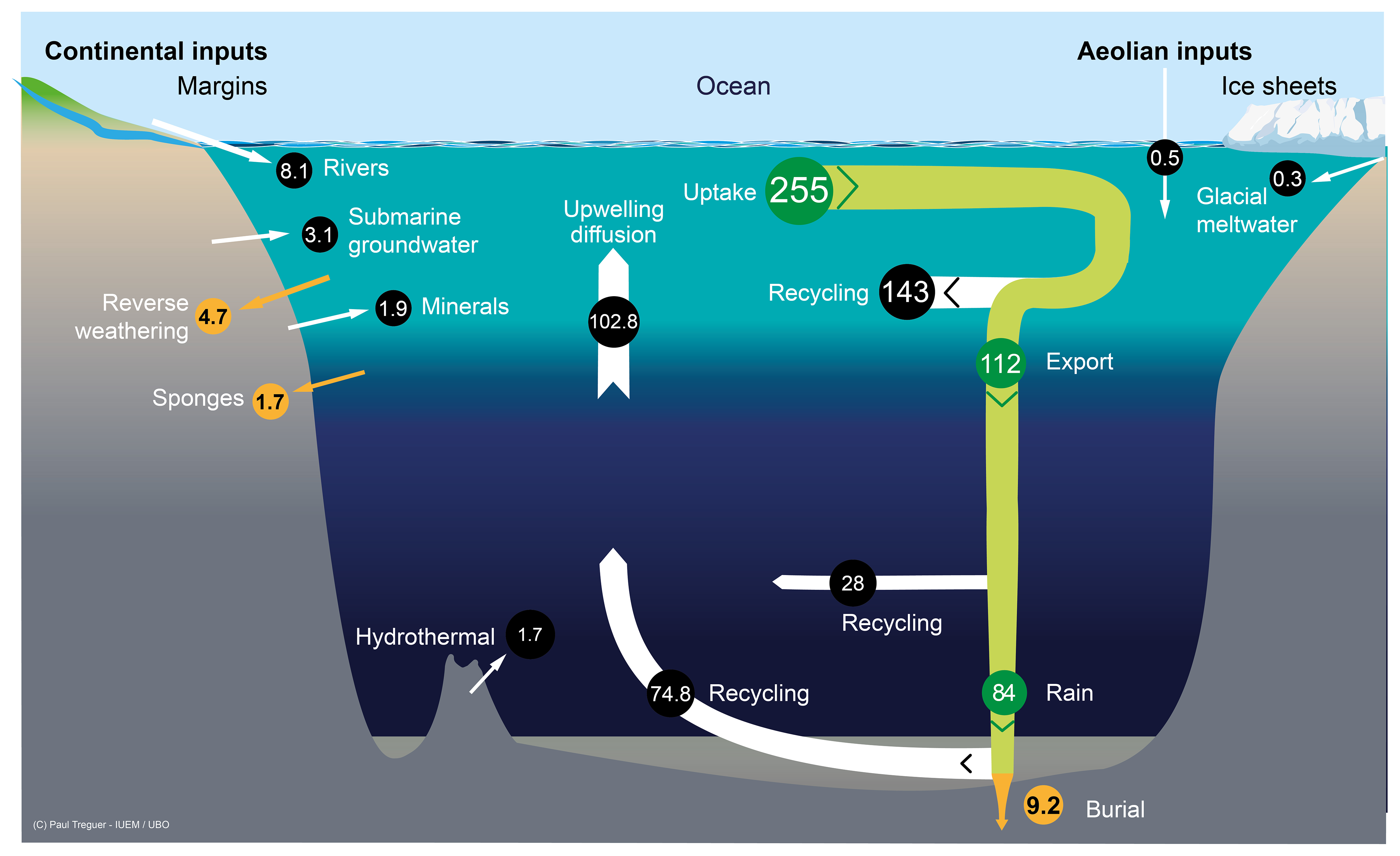 prentice hall biology nitrogen cycle