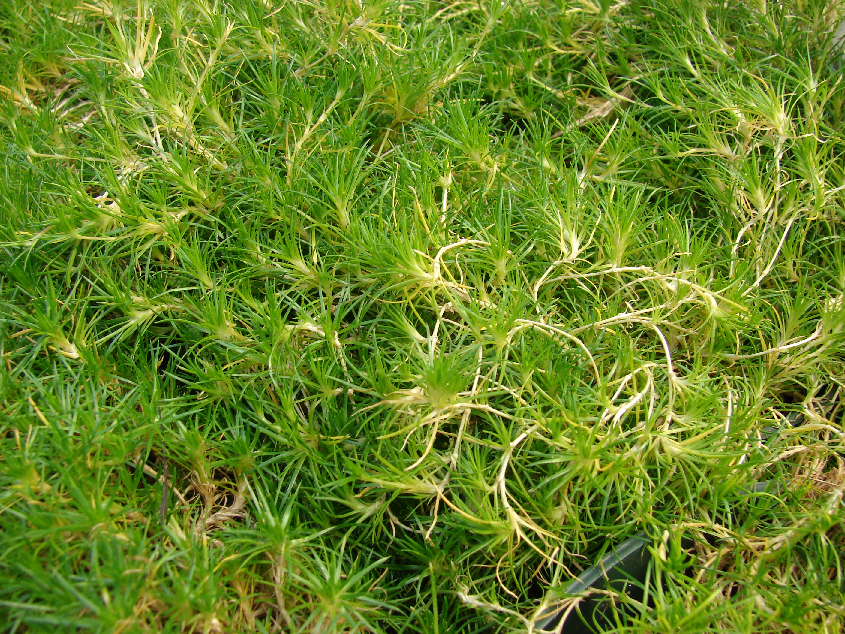 File:Starr-070906-8512-Sagina subulata-Irish moss habit-Kula Ace Hardware  and Nursery-Maui (24264628453).jpg - Wikimedia Commons