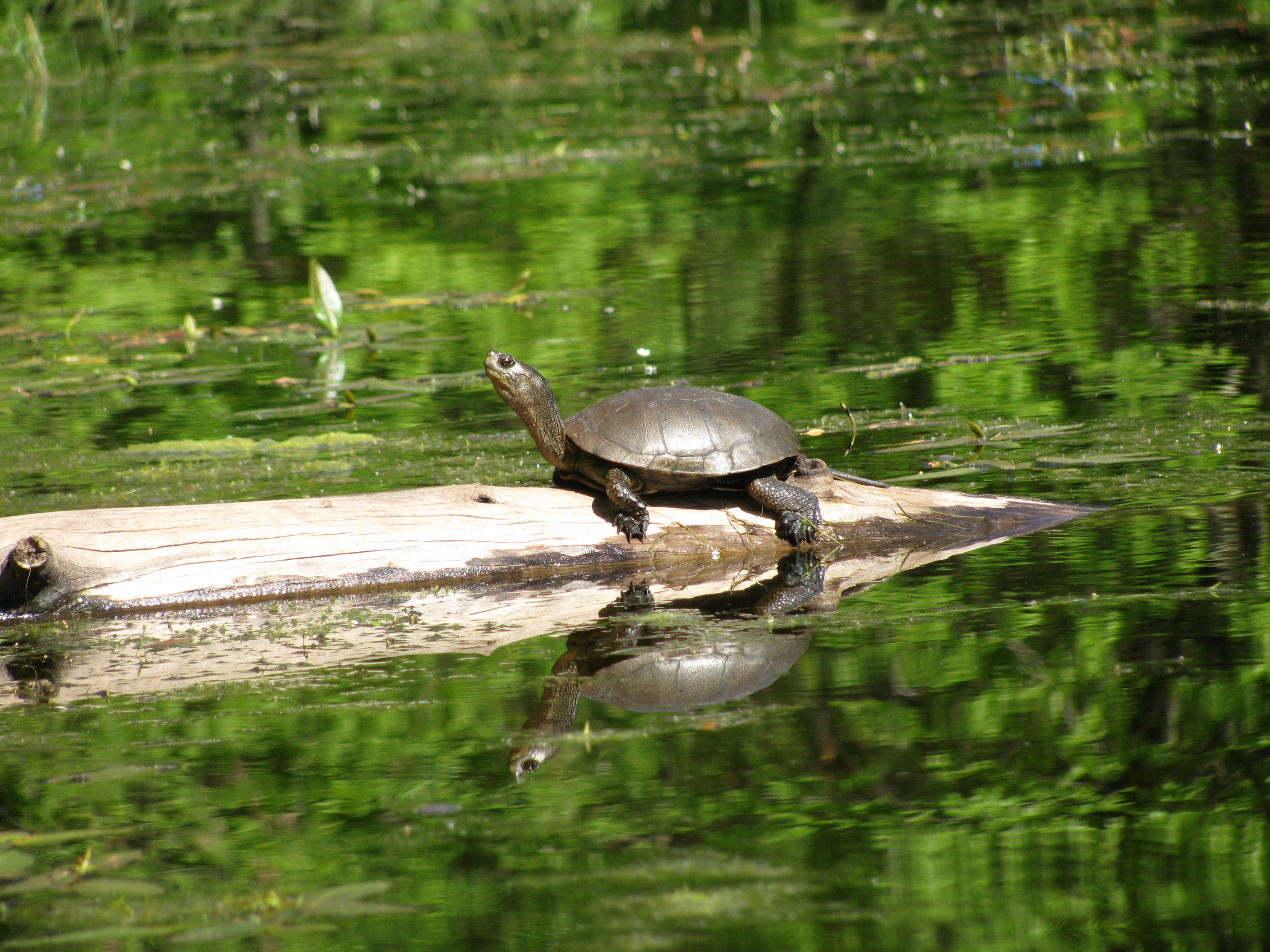 File:Turtle on a log (13547451633).jpg - Wikimedia Commons