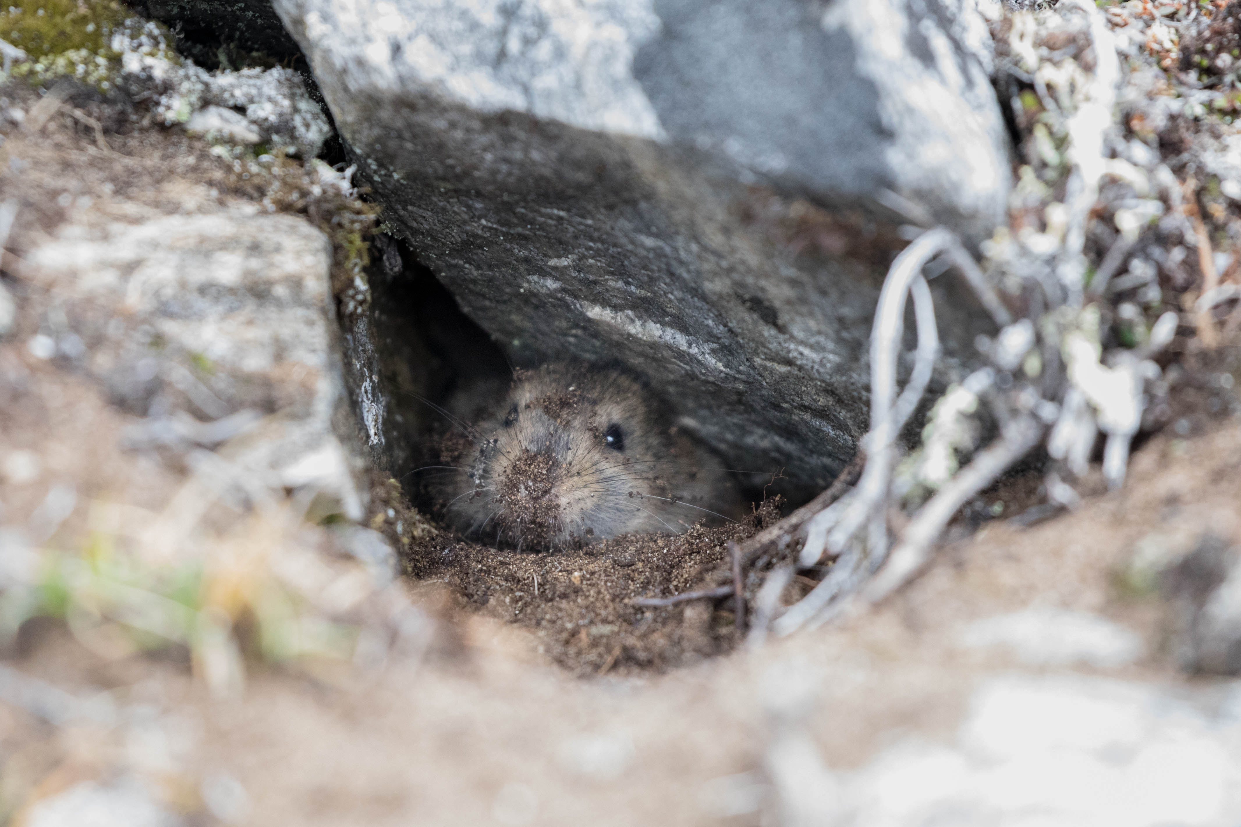 Collared Lemming  Facts, pictures & more about Collared Lemming