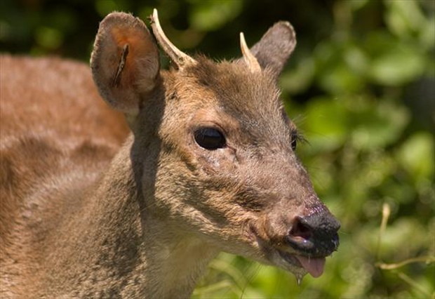 Pequeño - Wikipedia