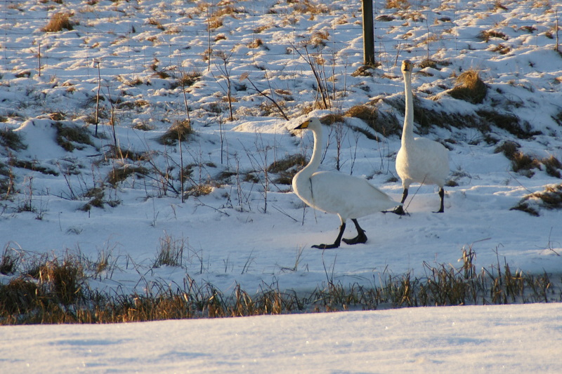 File:Whooper Swans (Cygnus cygnus), Burrafirth - geograph.org.uk - 1654579.jpg