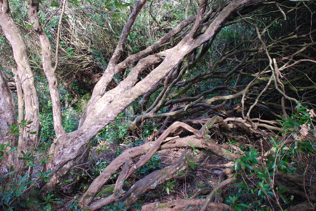 File:Y Gwyllt Portmeirion The Wild Wood - geograph.org.uk - 708299.jpg