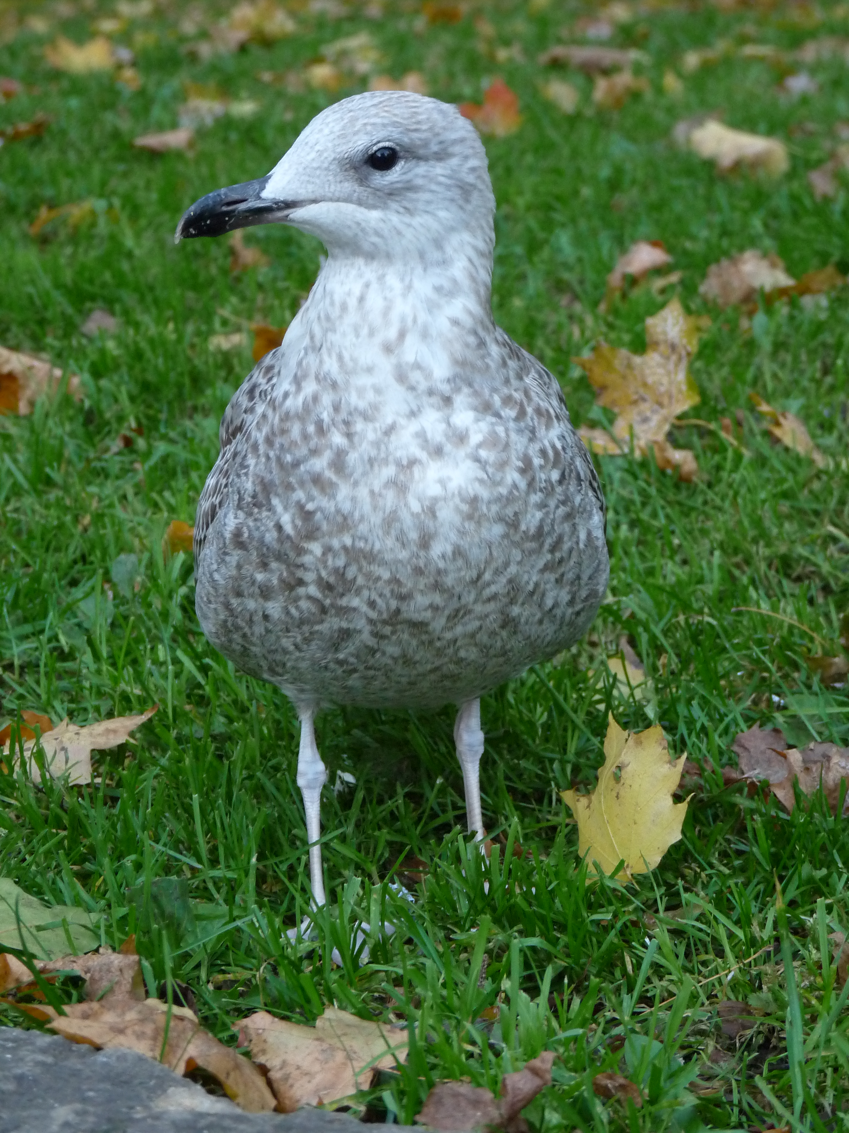 young seagull