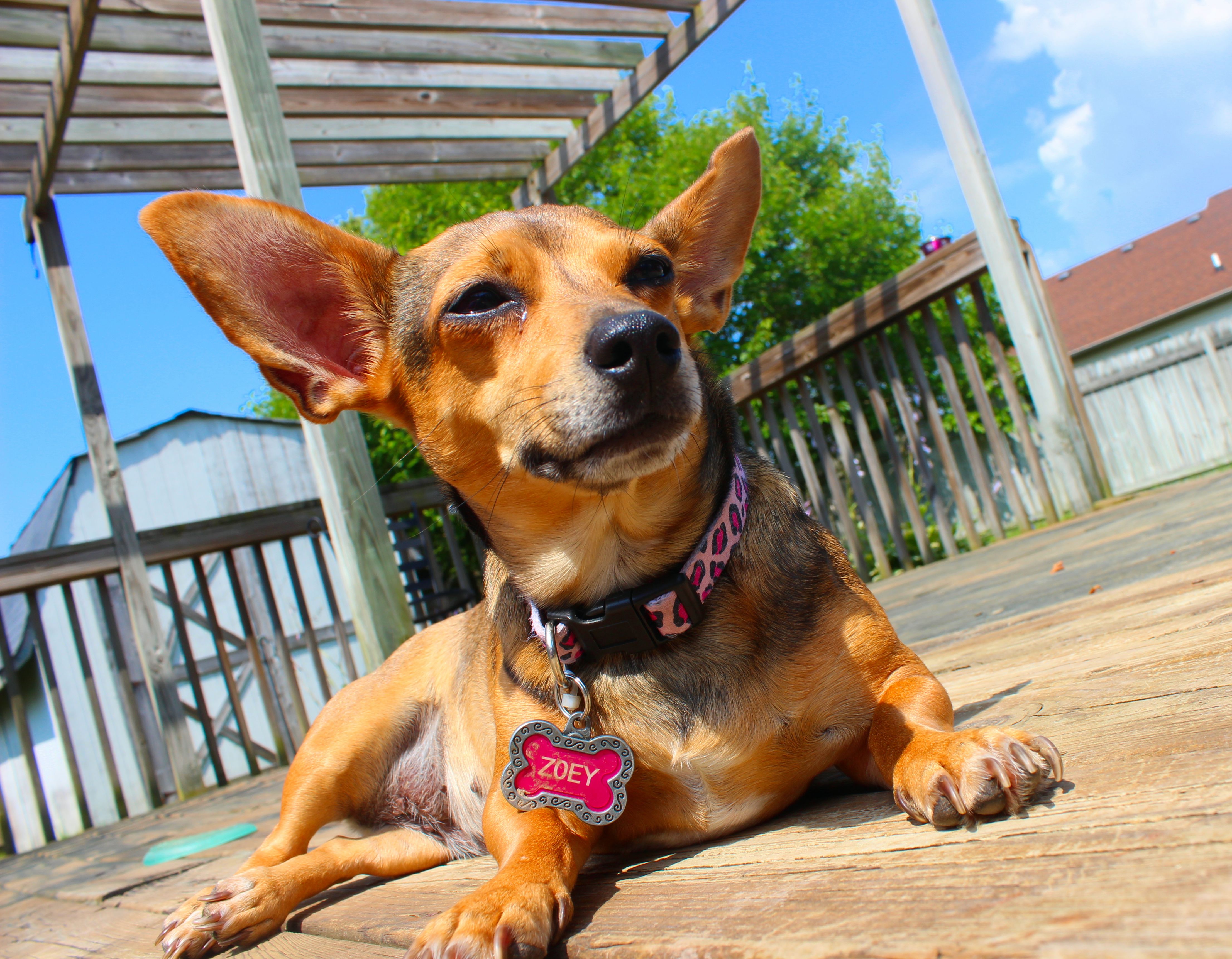 brown chiweenie puppy