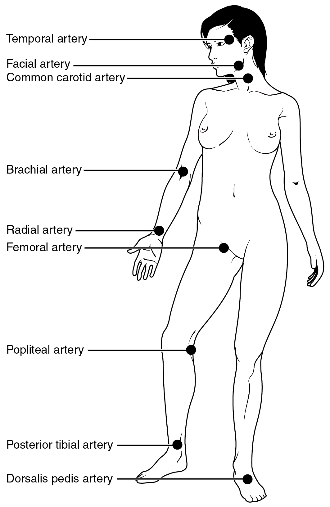 File:Human body parts diagram.jpg - Wikimedia Commons