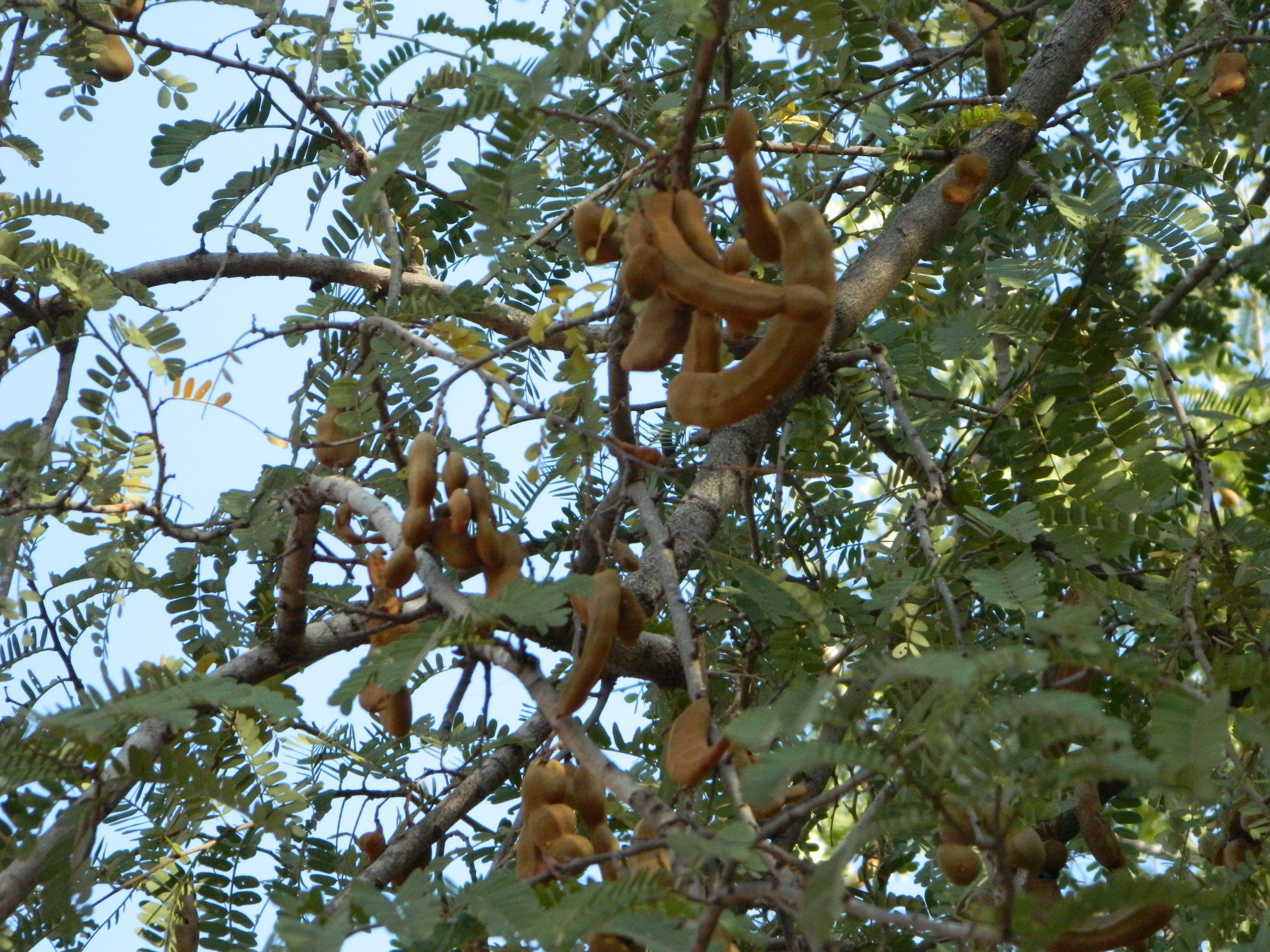 File A Aesthetic Tamarind Tree Jpg Wikimedia Commons