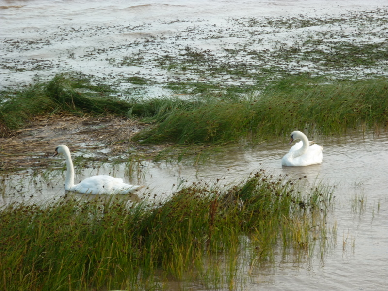 File:A walk to Winteringham ^19 - geograph.org.uk - 2007790.jpg