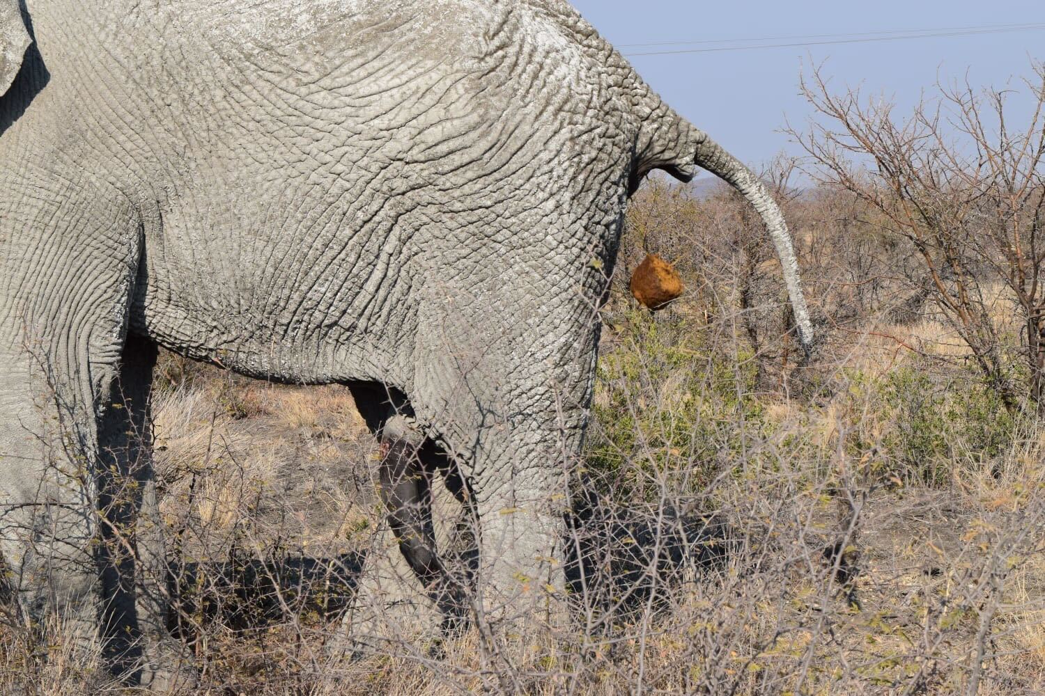 Freezing African Elephant Semen As A New Population