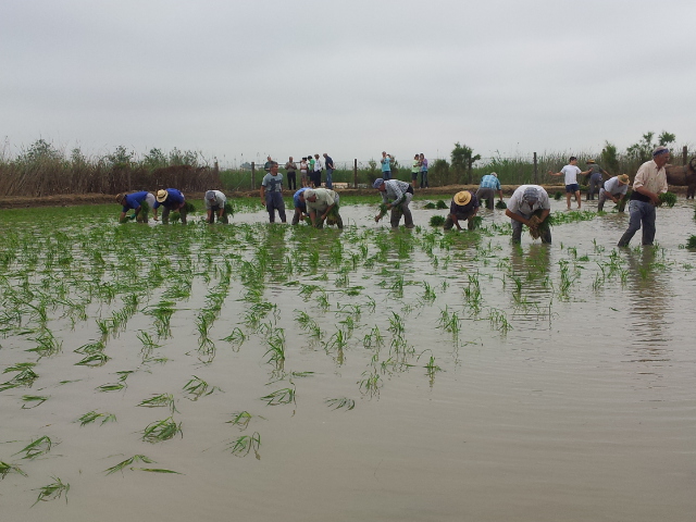 File:Arròs al Delta de l'Ebre. Festa de la plantada.jpg