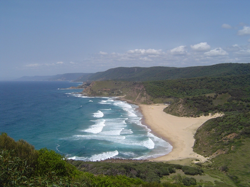 File:Australia sydney royal national park burning palms.JPG