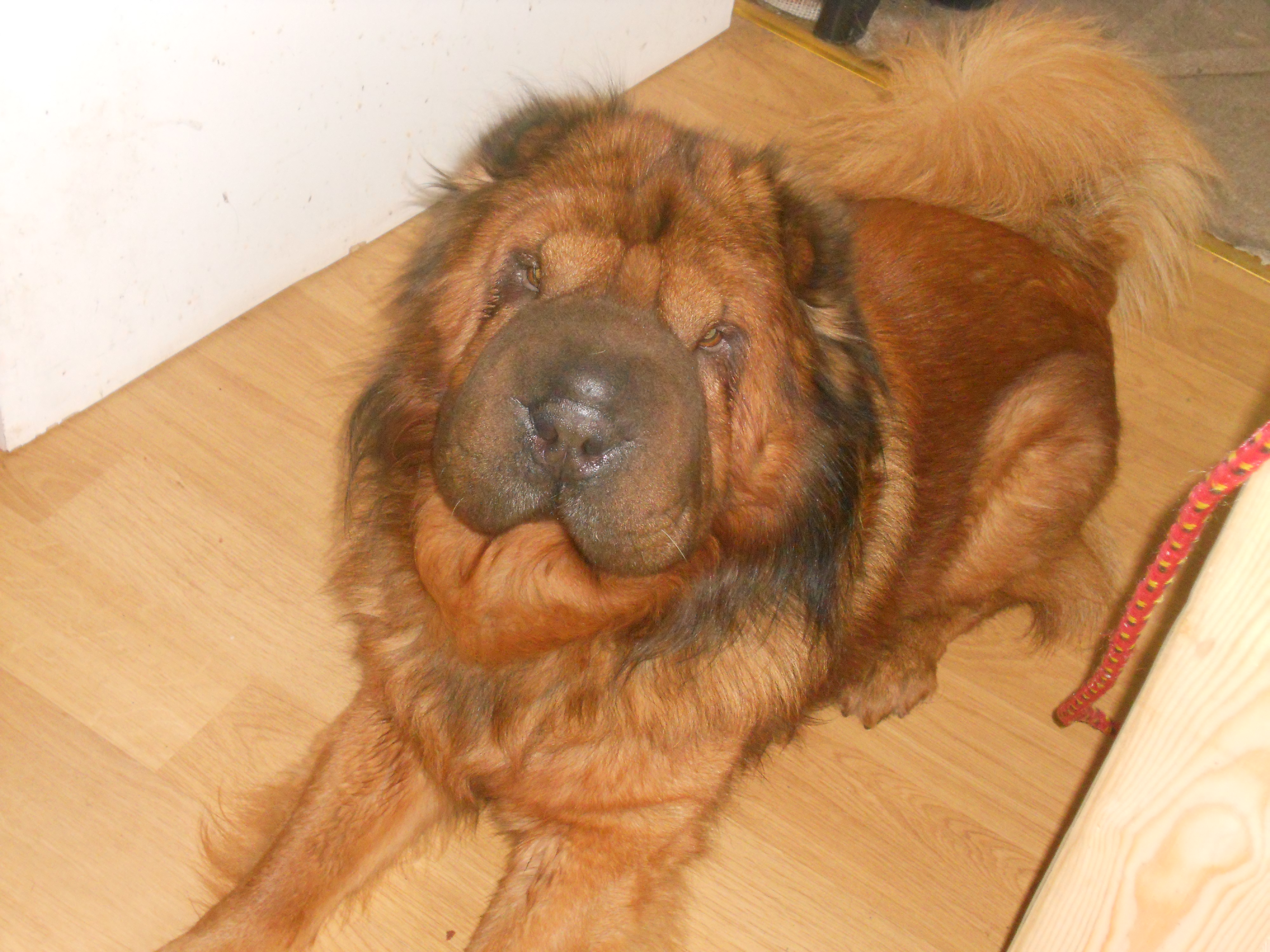 file-bear-coat-shar-pei-jpg-wikipedia