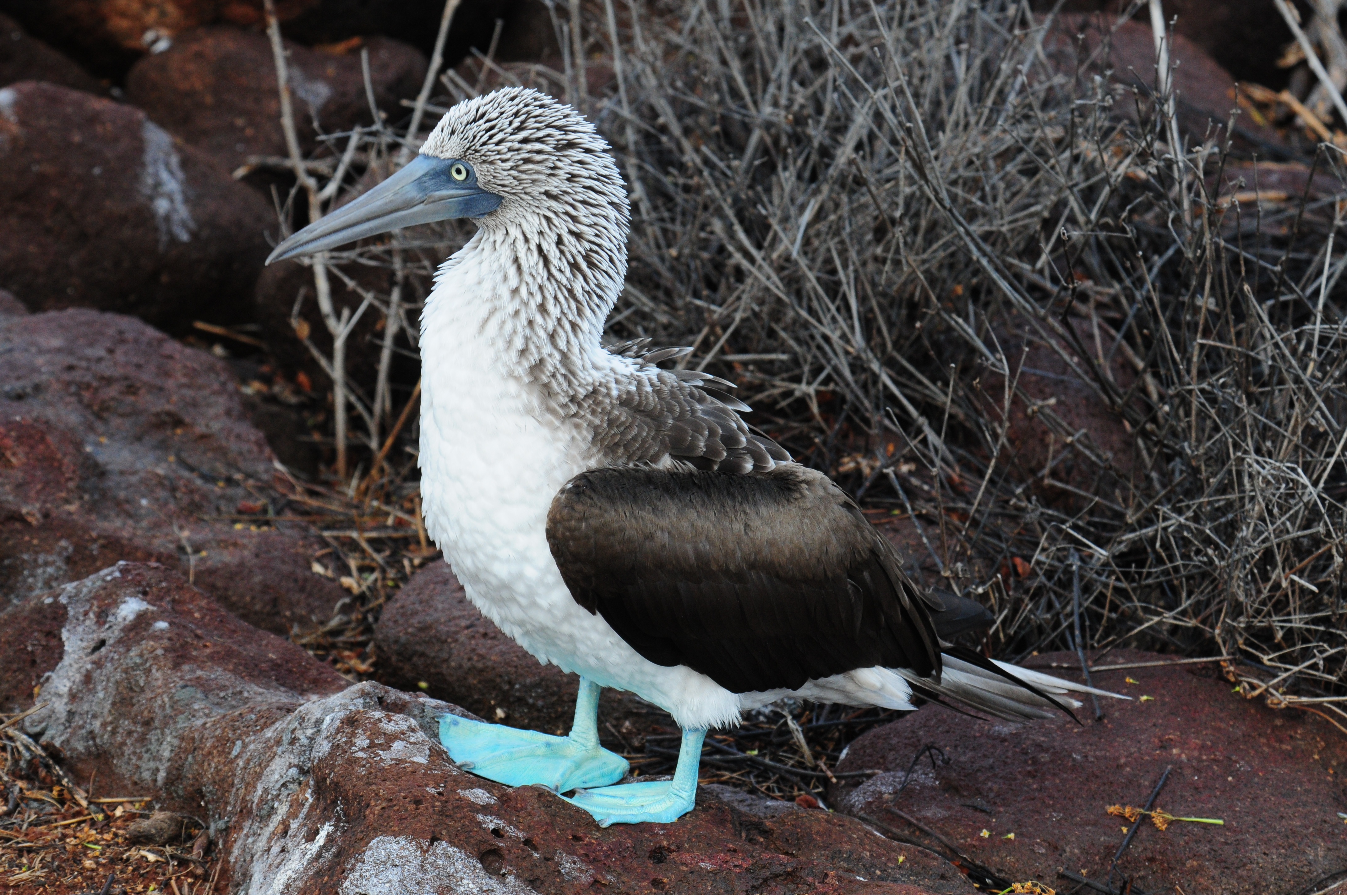 Birds with Unfortunate and Funny Names