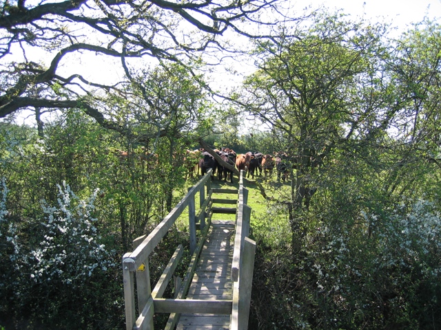 File:Bridge Stile and Cows near Highfield Farm - geograph.org.uk - 412288.jpg